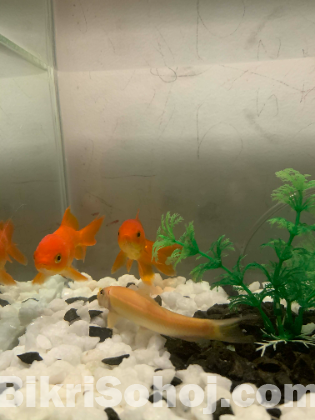 Aquarium Full setup for sale